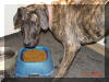 Great Dane Puppies , Great Danes for Sale , Great Dane Breeders